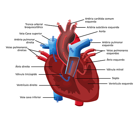 Sistema Cardiovascular