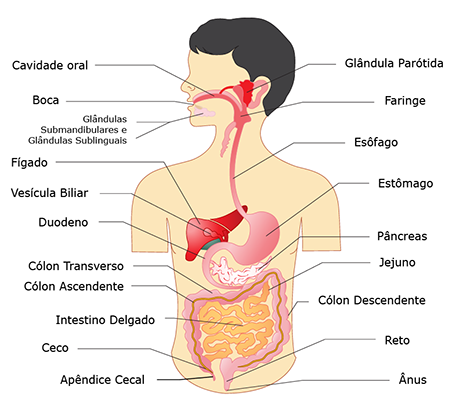 Sistema Digestório