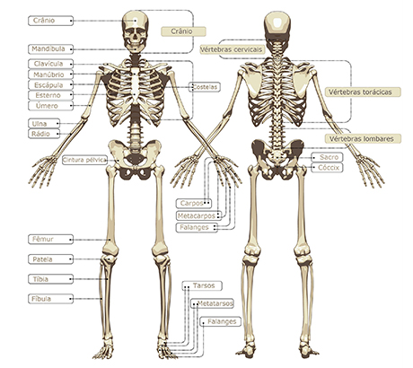 Sistema Esquelético