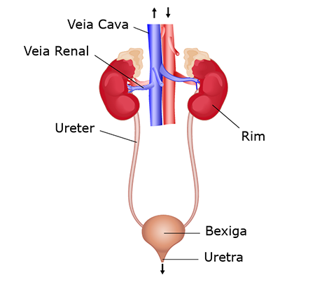 Sistema Excretor