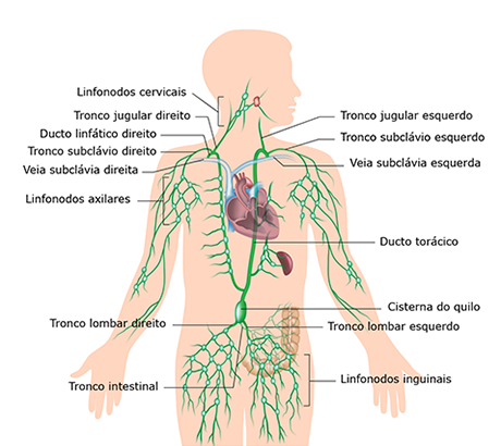 Sistema Linfático