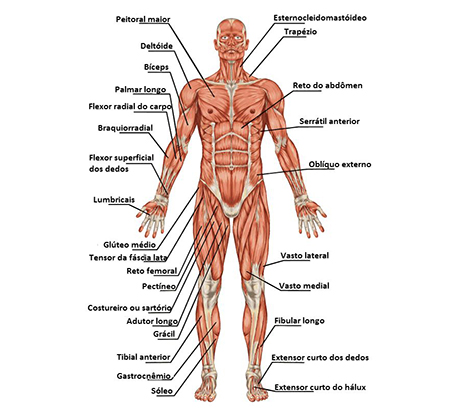 Sistema Muscular