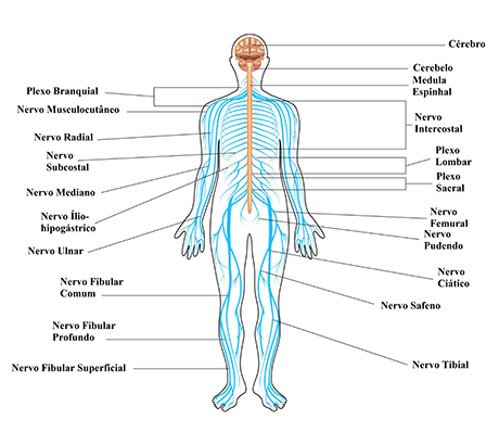 Sistema Nervoso