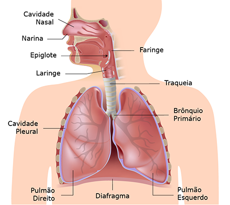 Sistema Respiratório