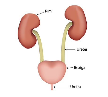 Sistema Urinário