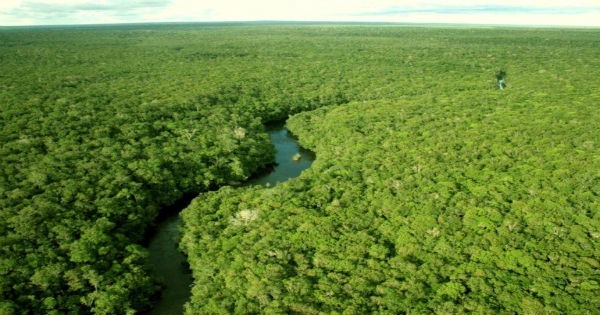 Amazônia: características do bioma