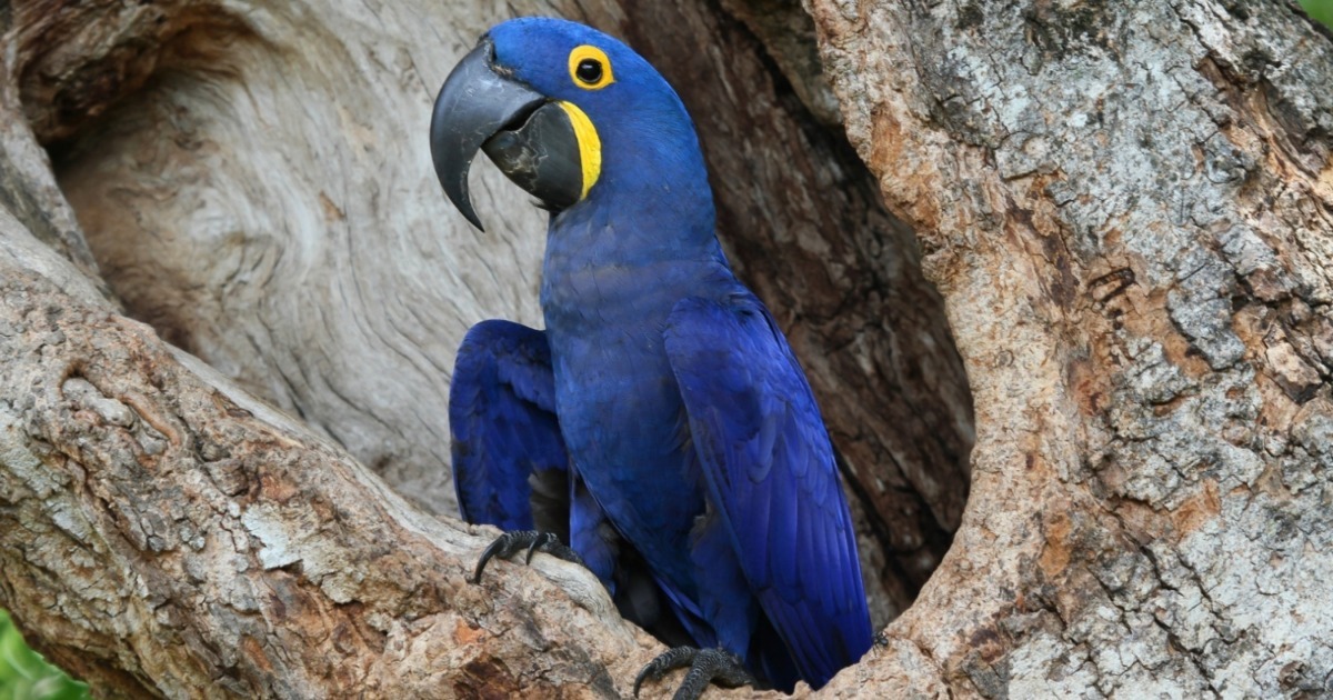 Animais em Extinção