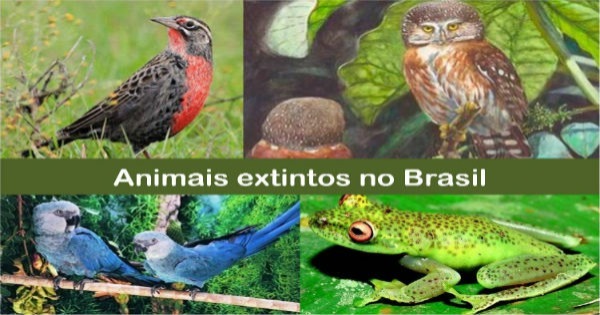 Animais extintos no Brasil