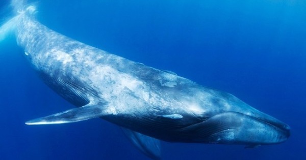 Baleia azul
