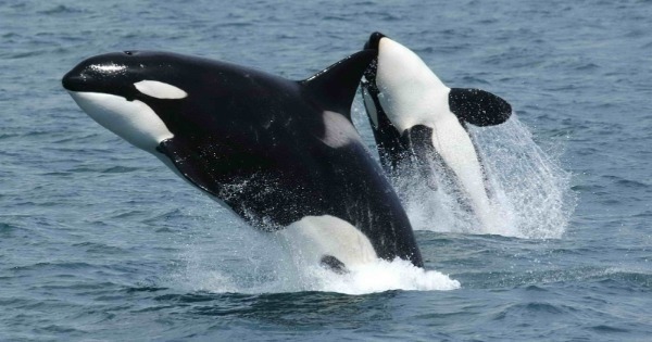 Baleia orca