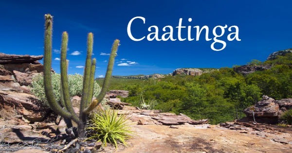 Caatinga