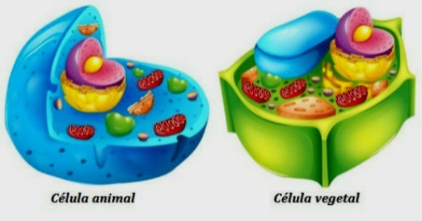 Célula Animal e Vegetal