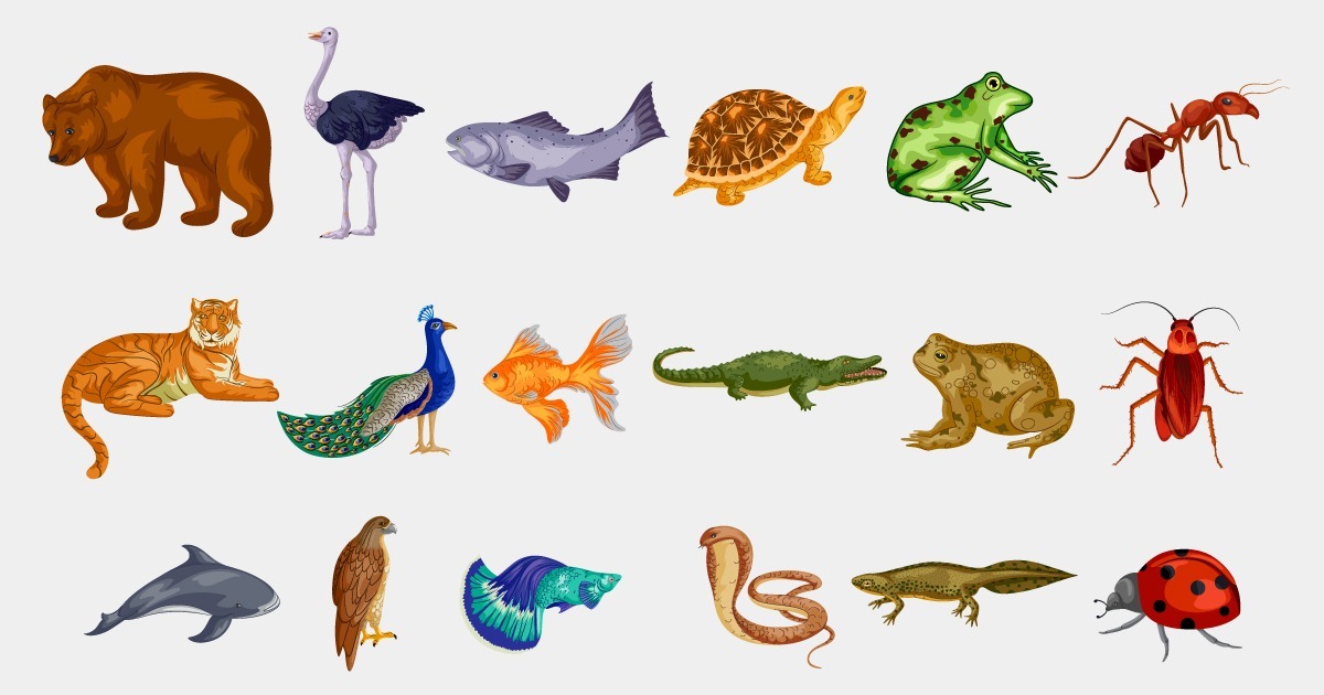 10 exercícios sobre animais invertebrados e vertebrados com gabarito