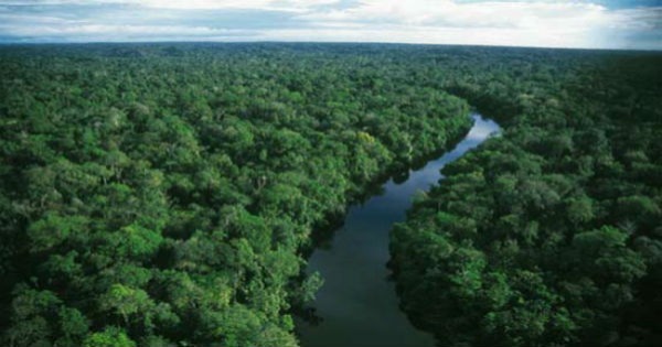 Floresta Tropical