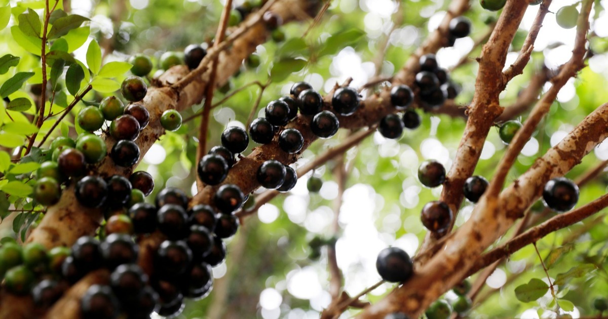 Frutas brasileiras: conheça 20 variedades e suas regiões