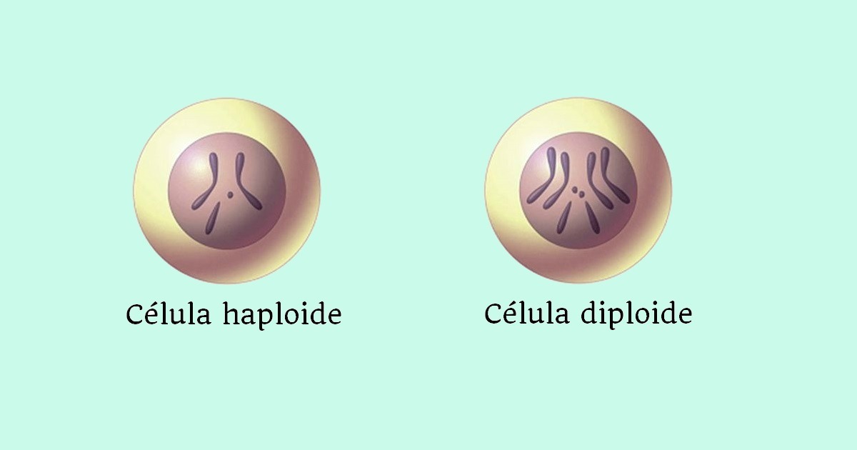 Células haploide e diploide