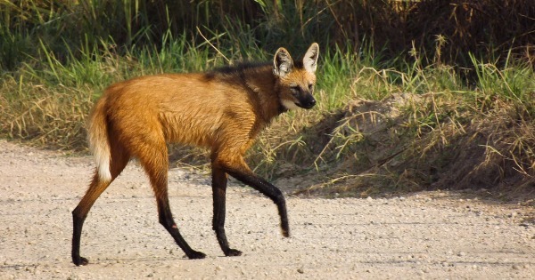 Lobo-Guará