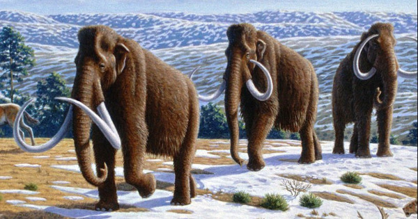 Mamute