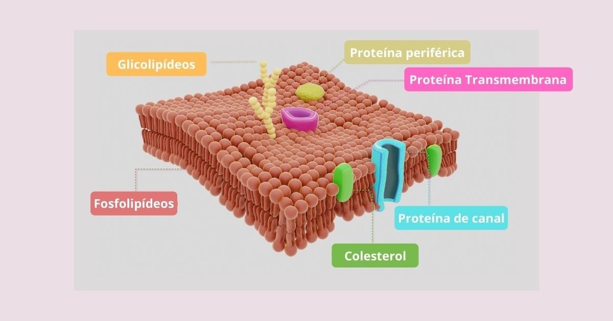 Membrana Plasmática