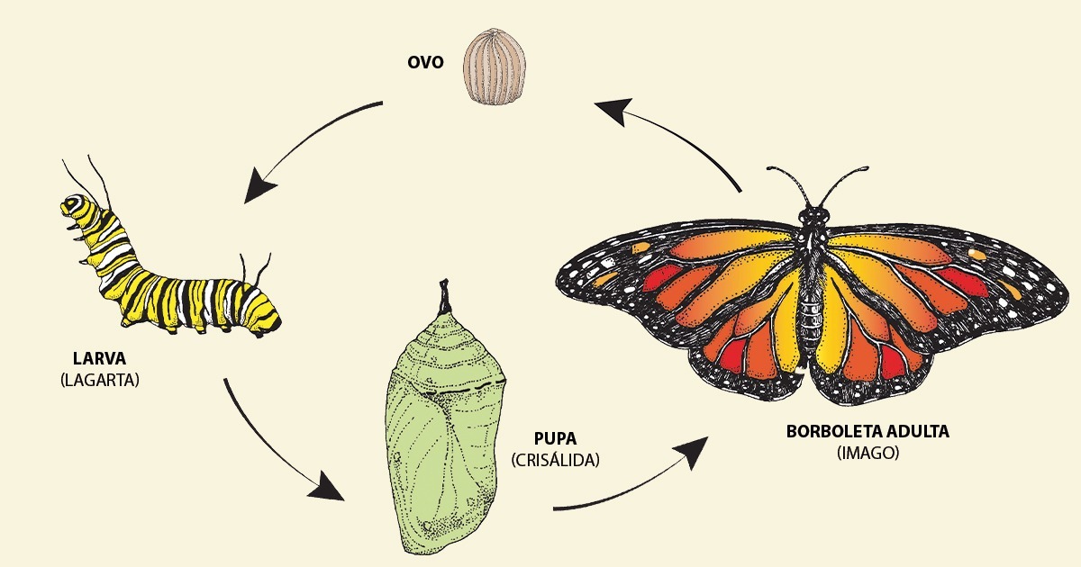Metamorfose da borboleta: entenda o ciclo, do ovo à fase adulta