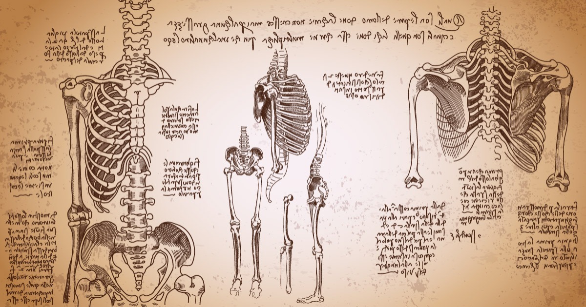 O que é anatomia humana?
