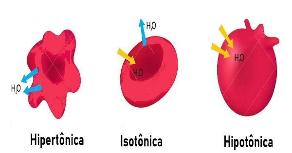 Osmose