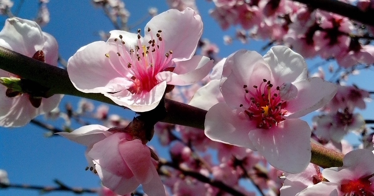 Primavera: quando começa e suas características