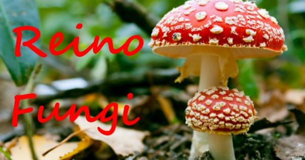 Reino Fungi