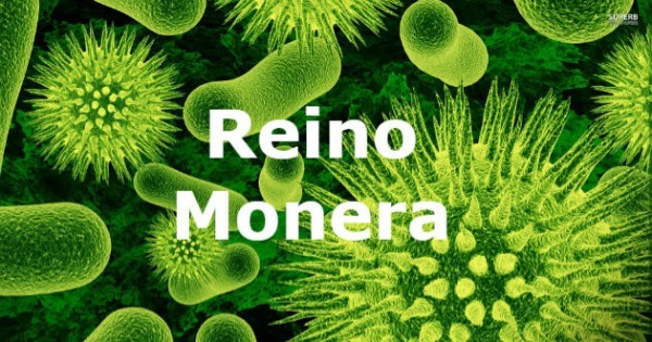 Reino Monera: resumo, características e seus representantes (mapa mental)