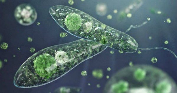 Reino Protista