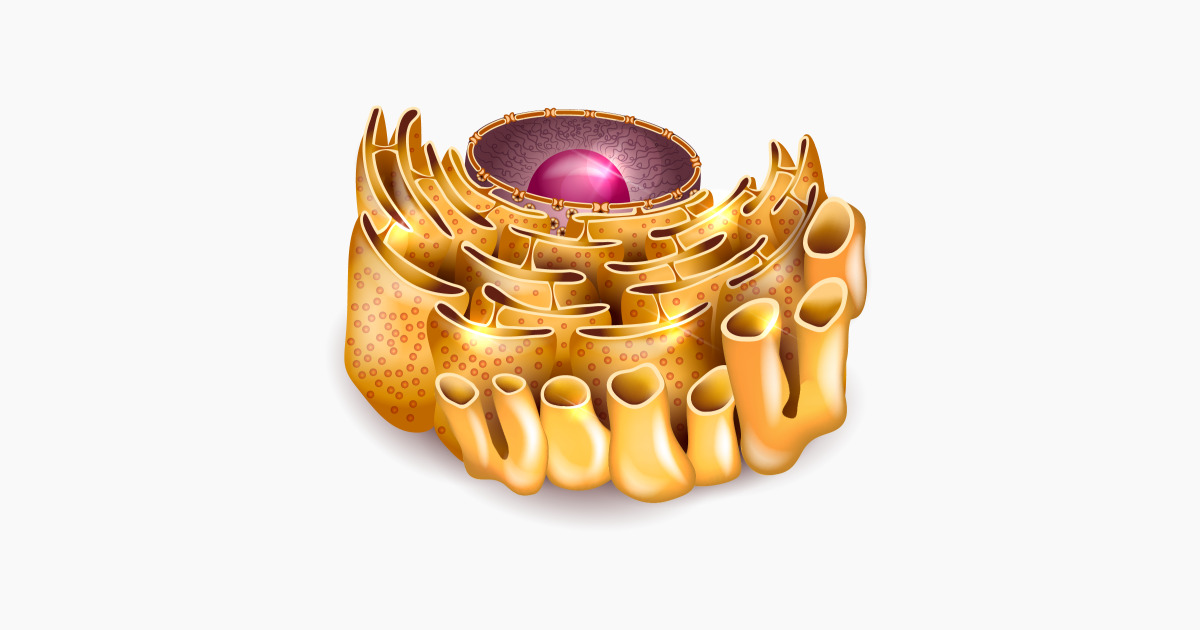 Retículo Endoplasmático: liso e rugoso e suas funções