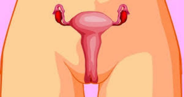 Vagina