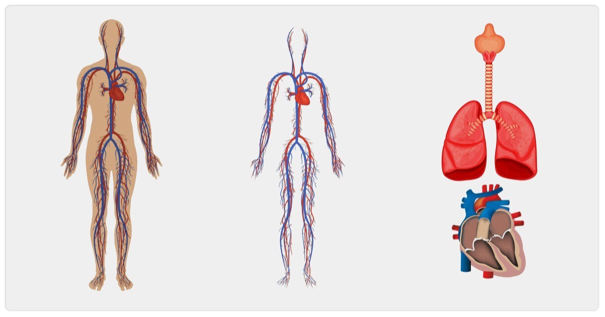 Veias do Corpo Humano